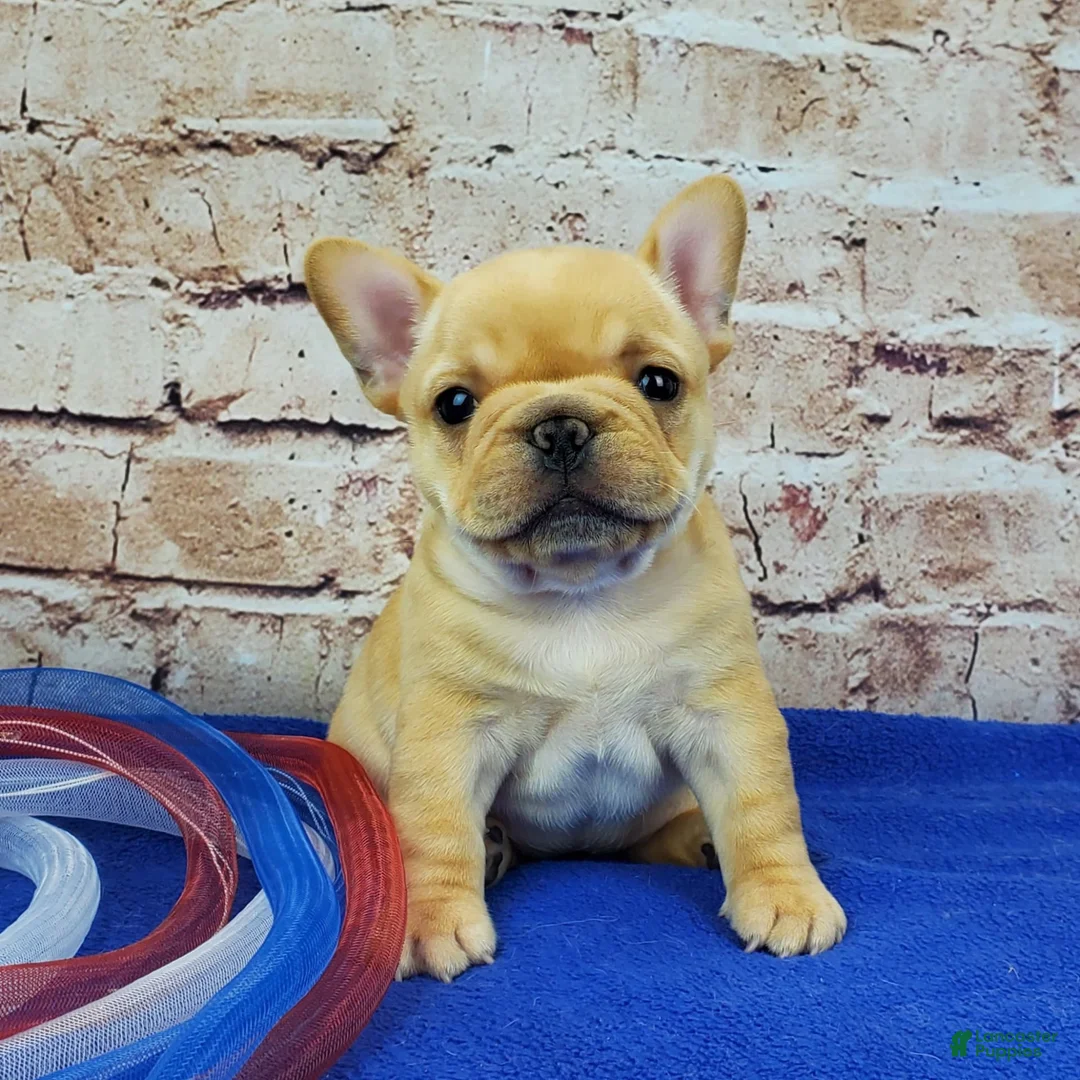 Gallery Image {{count}}