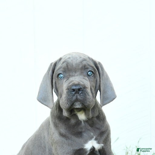 Cane Corso dogs Rookie - Ad 2