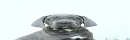 Cane Corso dogs for sale: Rookie - Ad 7