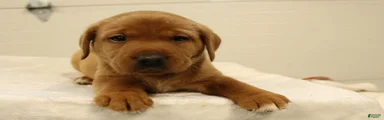 Dutchess 