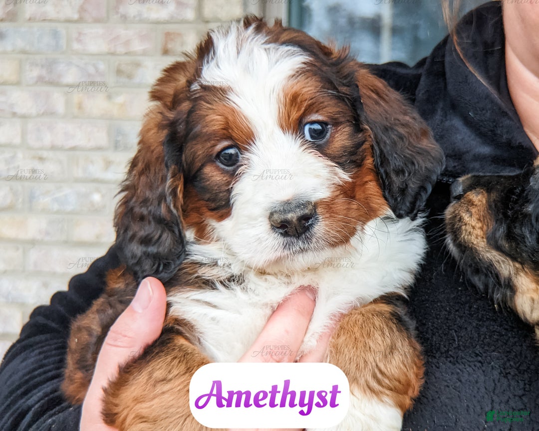 Bernedoodle dogs for sale: Sapphire - Ad 13