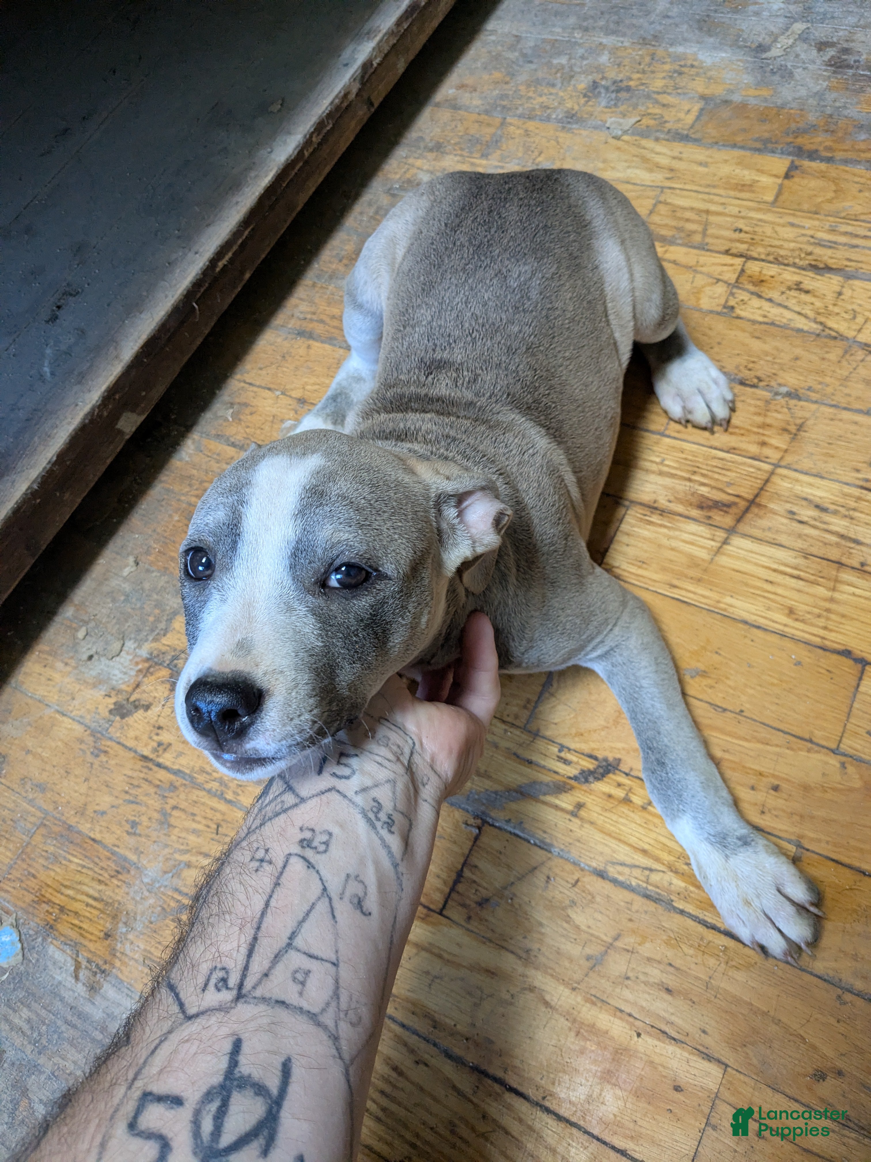 American Pit Bull Terrier dogs American Pit Bull Terrier 1 - Ad 3