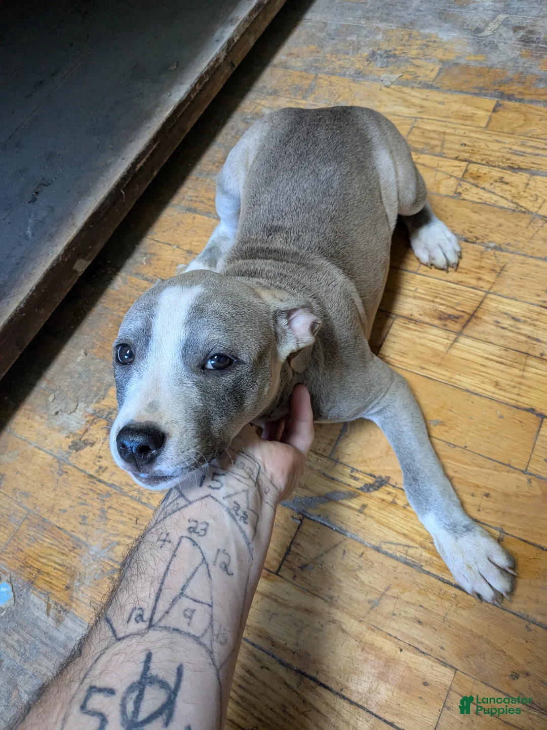 American Pit Bull Terrier dogs for sale: American Pit Bull Terrier 1 - Ad 1