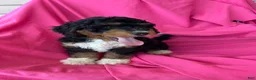 Mini Bernedoodle dogs for sale: WALTER - Ad 2