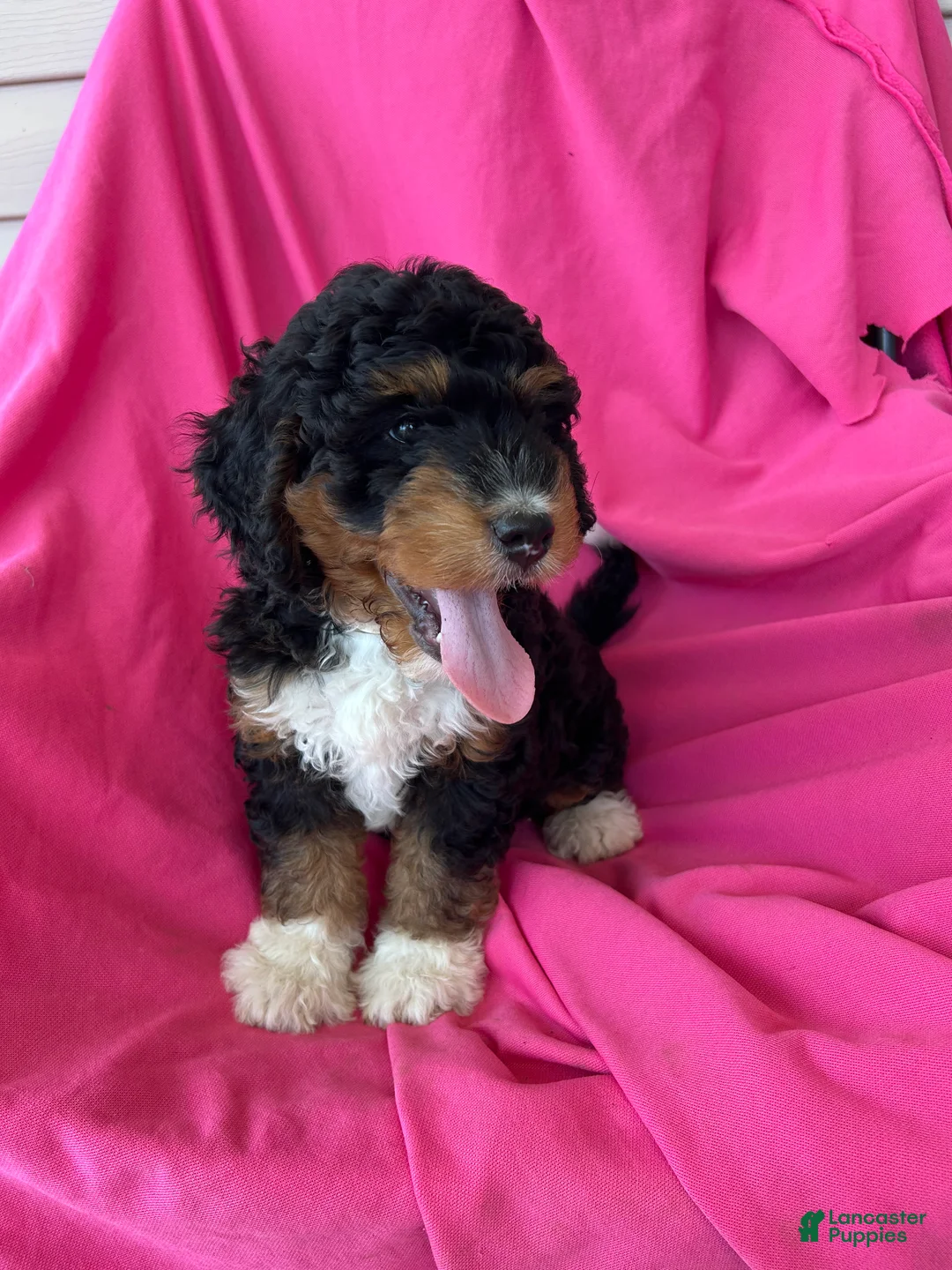 Mini Bernedoodle dogs for sale: WALTER - Ad 2