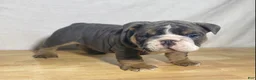 English Bulldog dogs for sale: Duke - Ad 3