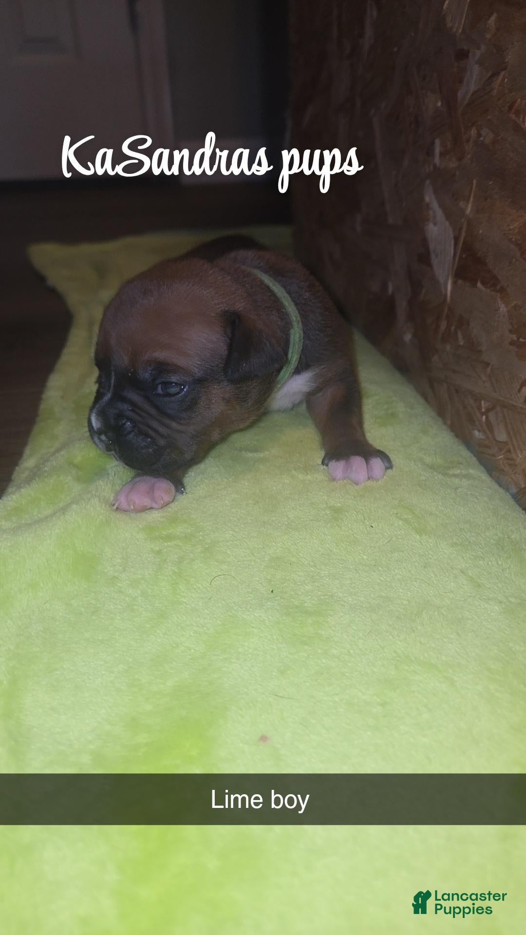 Boxer dogs Boxer 4 - Ad 13