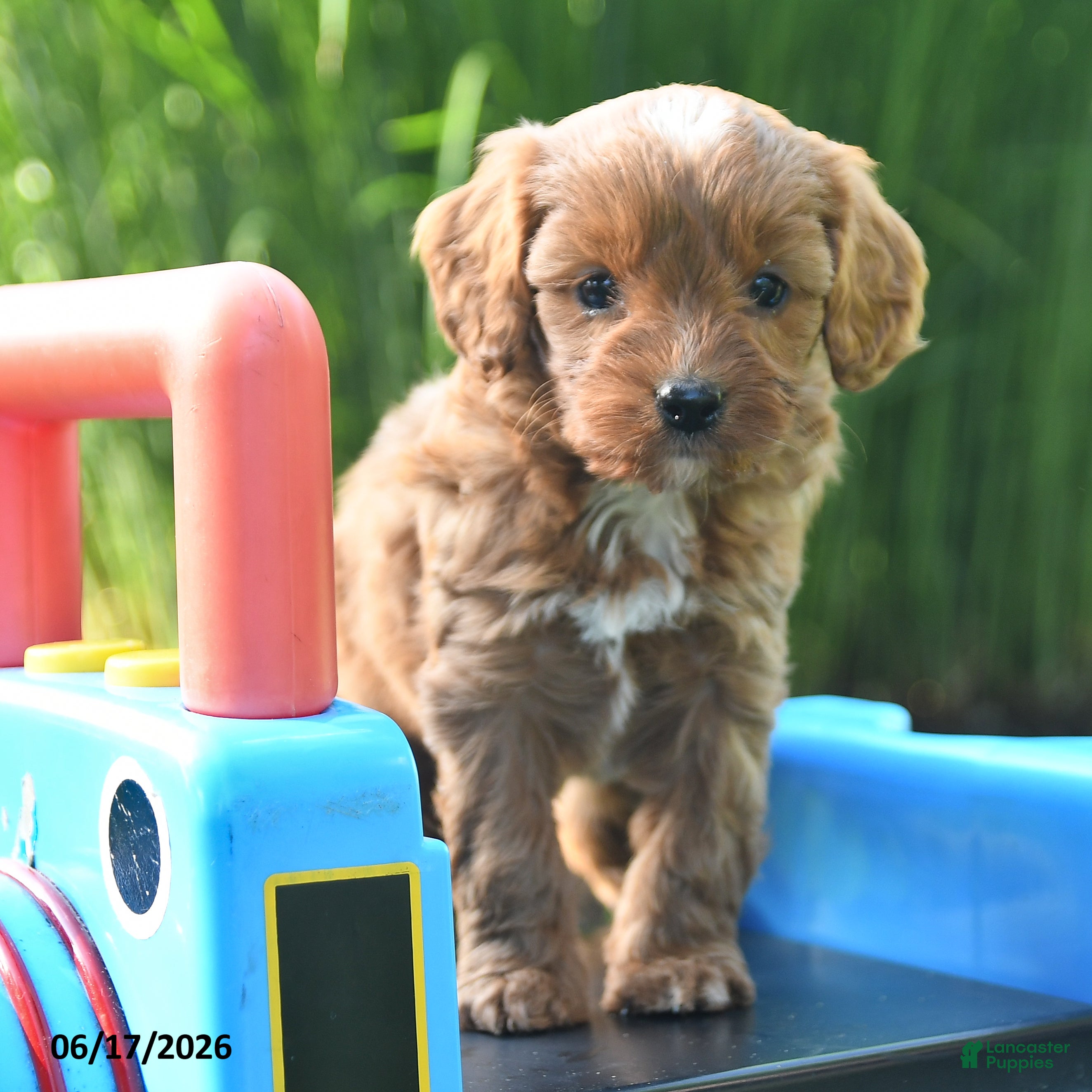 Cavapoo dogs Tulip - Ad 2