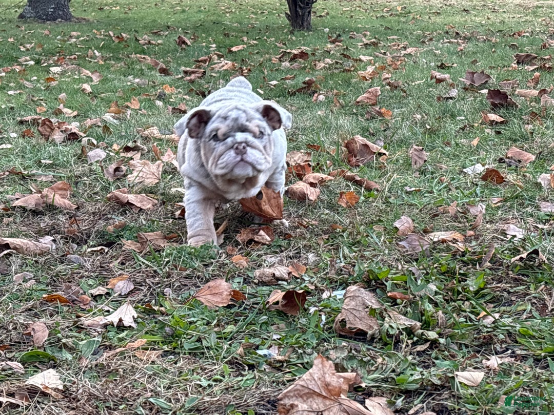 English Bulldog dogs for sale: Cookies - Ad 2