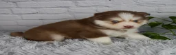 Pomsky dogs for sale: Quincy - Ad 4