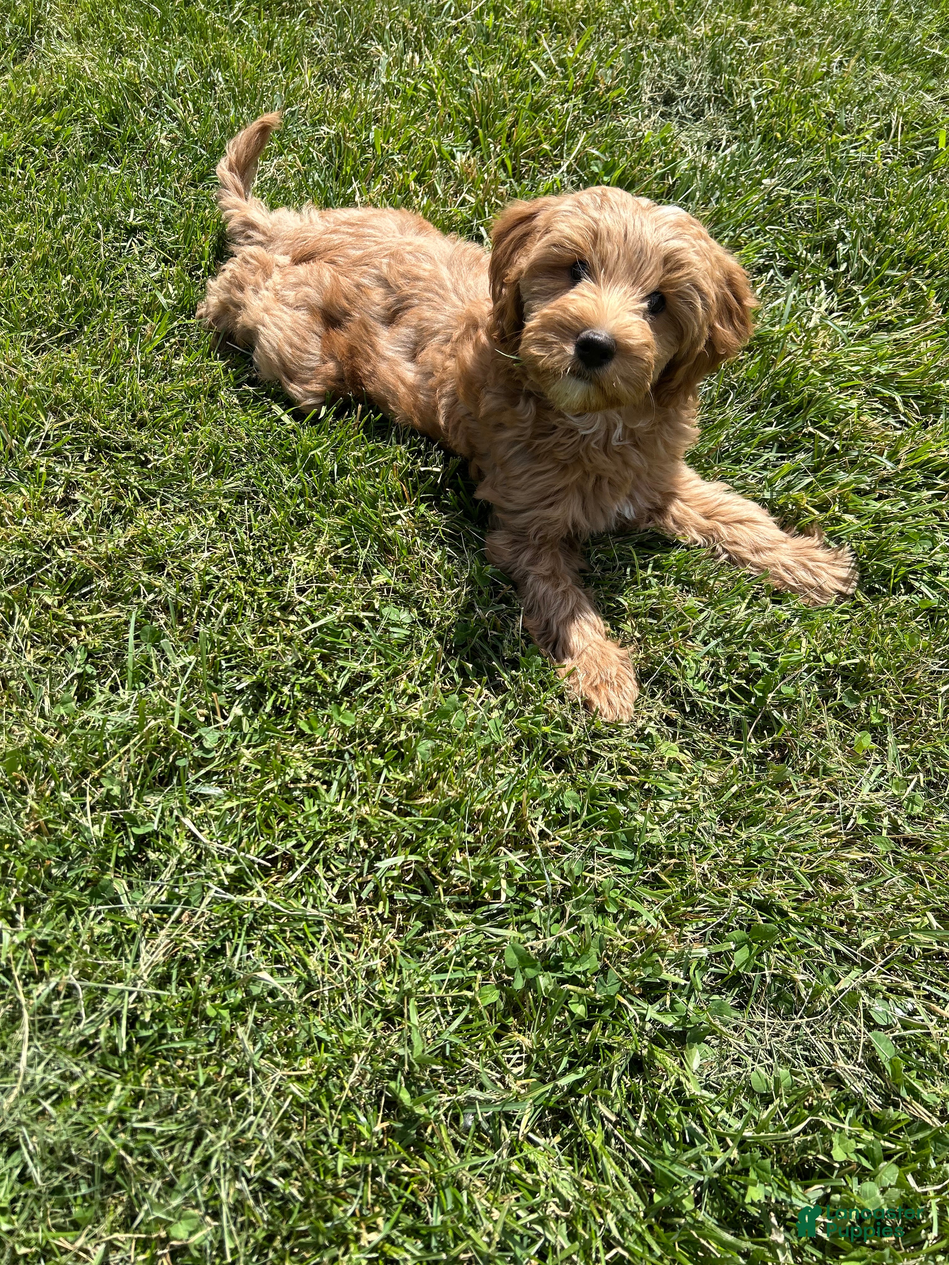 Mini Goldendoodle dogs for sale: Petite Lovely Mini Goldendoodle  - Ad 2