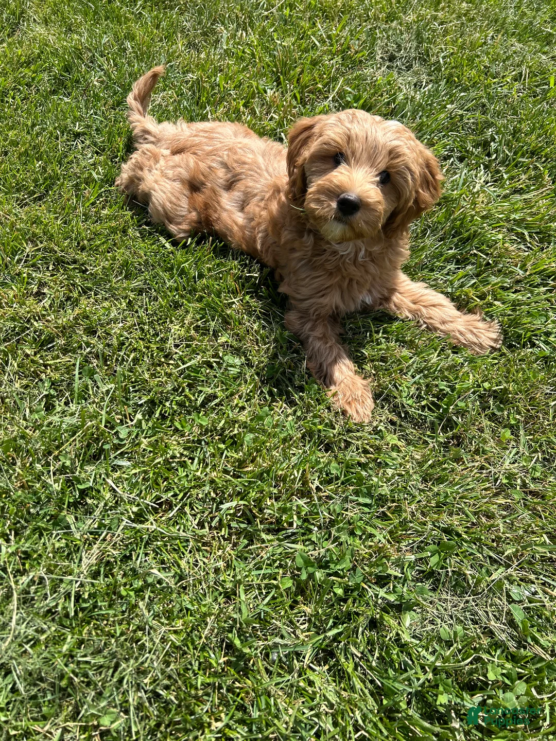 Mini Goldendoodle dogs for sale: Petite Lovely Mini Goldendoodle  - Ad 1