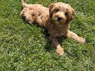 Mini Goldendoodle dogs for sale: Petite Lovely Mini Goldendoodle - Ad 2