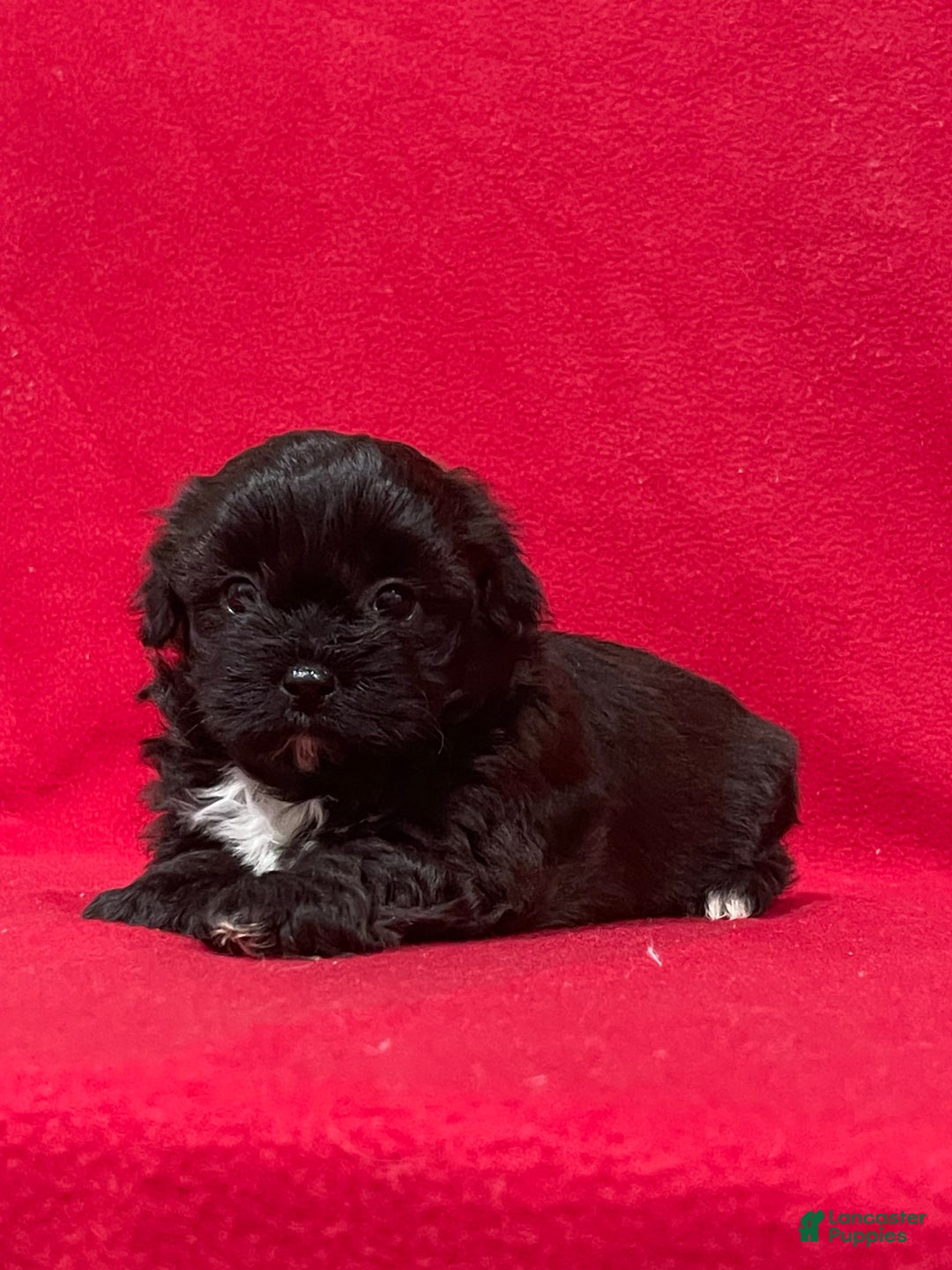 Teddy Bear dogs for sale: Landis - Ad 3