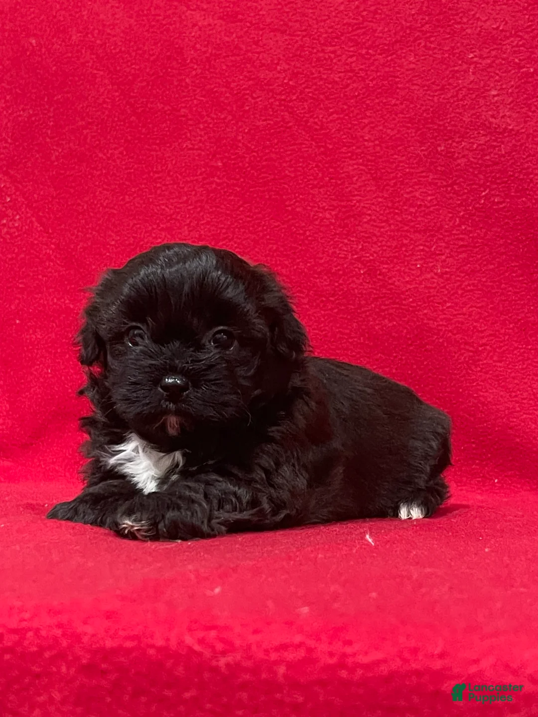 Teddy Bear dogs for sale: Landis - Ad 3