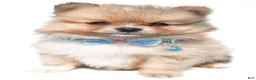 Pomeranian dogs for sale: Snoopy - Ad 7