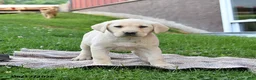 Labrador Retriever dogs for sale: Glory - Ad 3