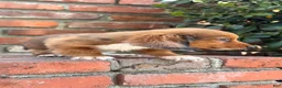 Dachshund dogs for sale: 🩷Rust Sable Dapple Female Long Haired Dachshund - Ad 3