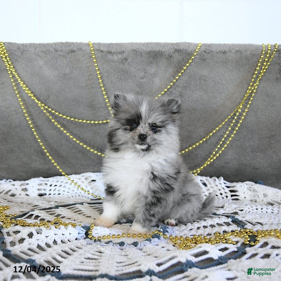 Pomeranian dogs Ryker GENETIC CLEARED - Ad 34