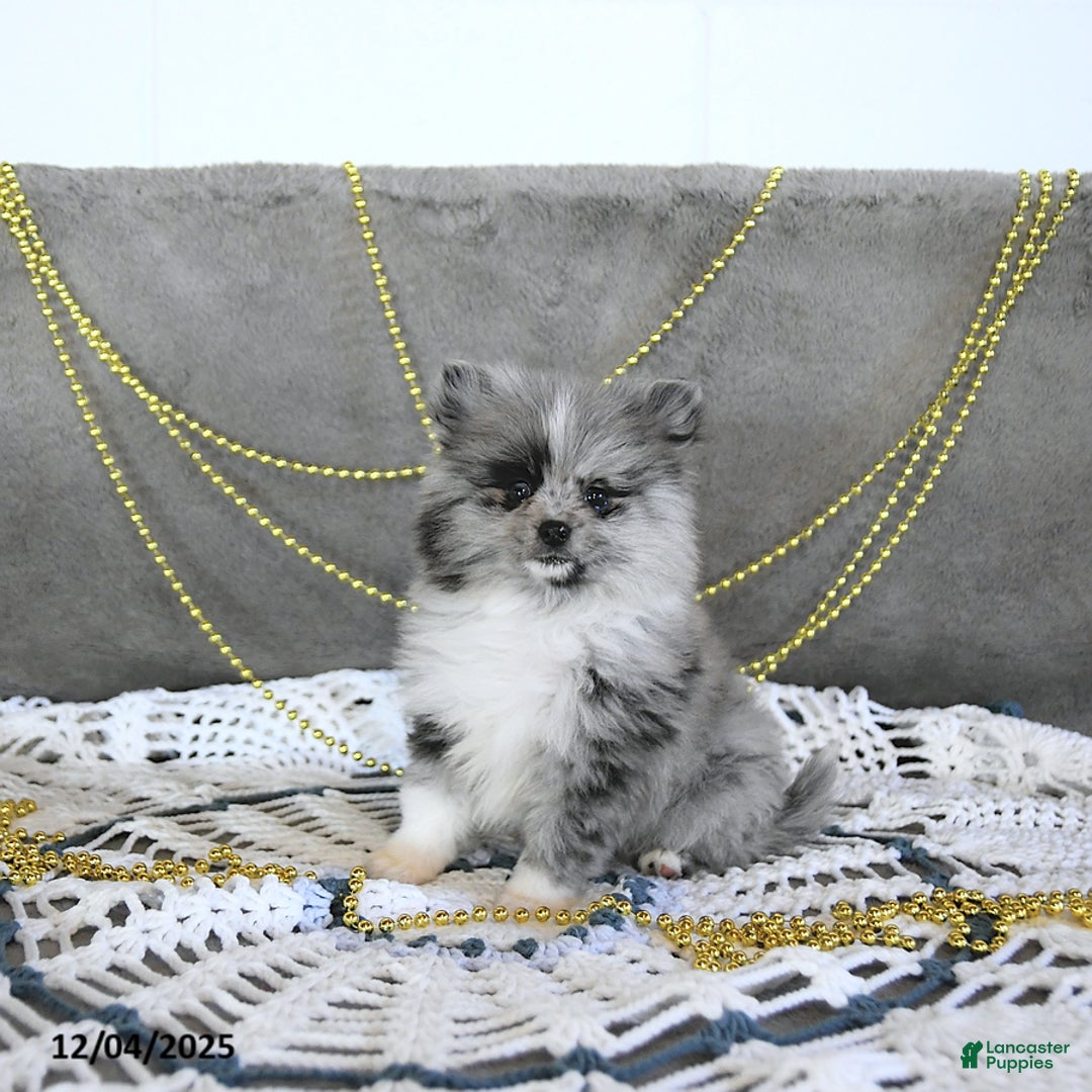 Pomeranian dogs for sale: Ryker GENETIC CLEARED - Ad 1