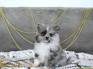 Pomeranian dogs Ryker GENETIC CLEARED - Ad 7