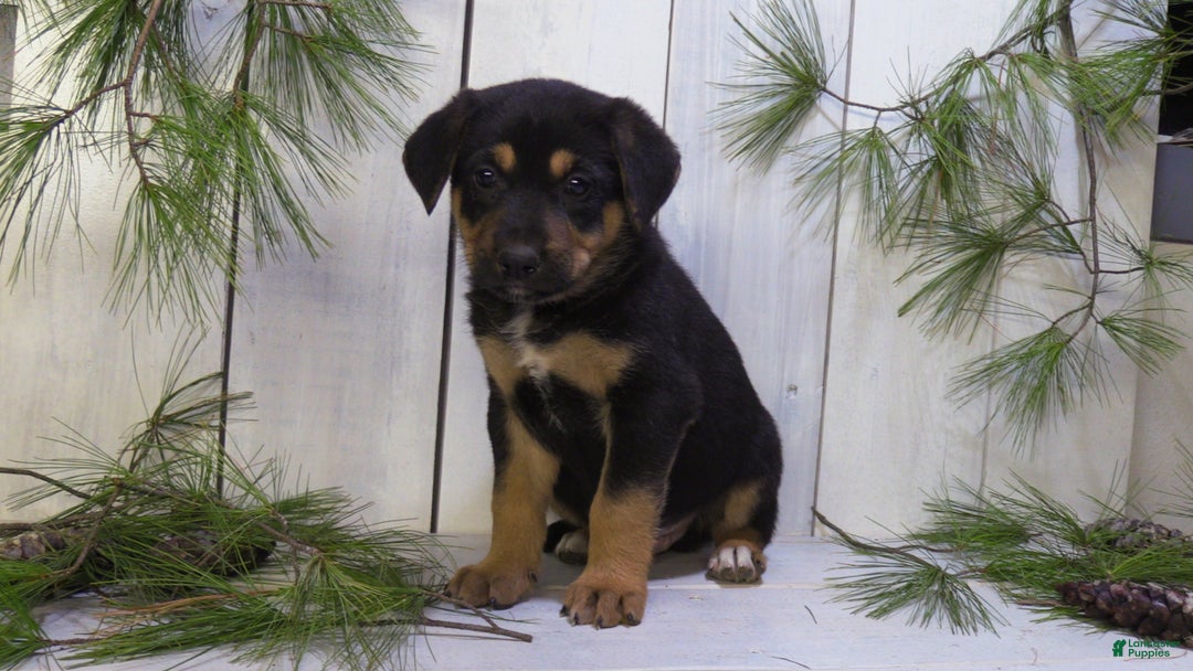 German Shepherd dogs for sale: Jax - Ad 8