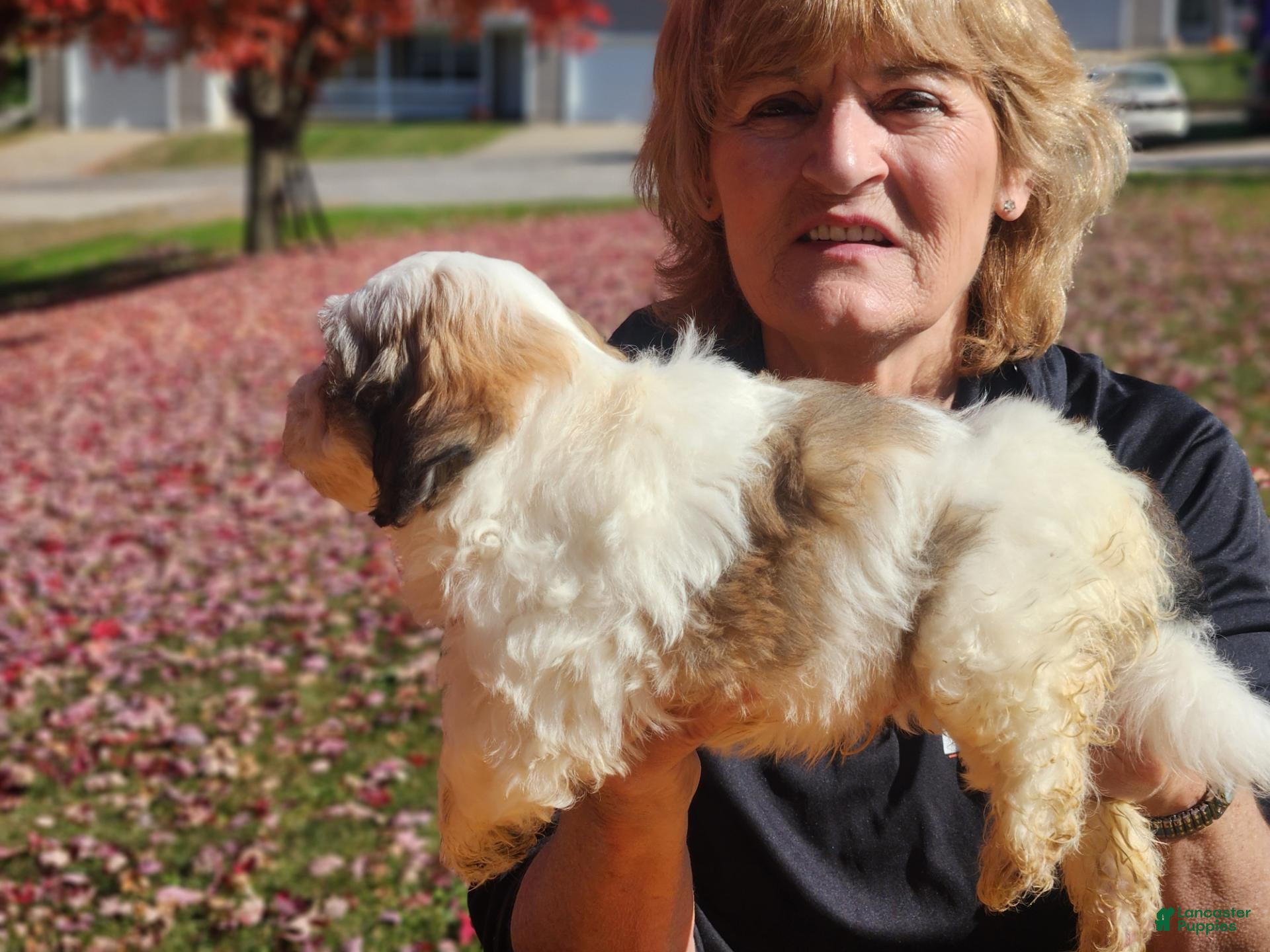Havanese dogs for sale: Beau - Ad 2