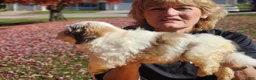 Havanese dogs for sale: Beau - Ad 2