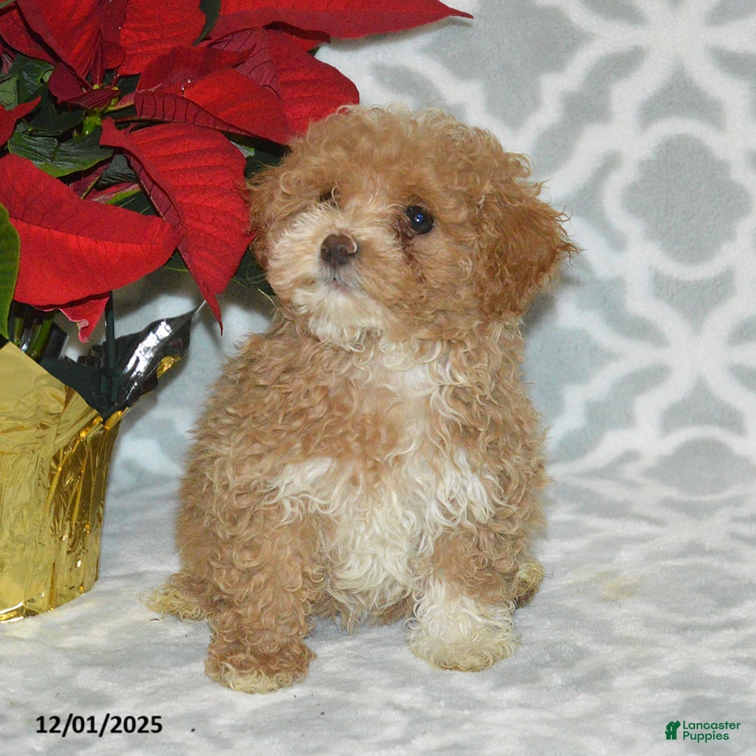 Maltipoo dogs for sale: Blitzen - Ad 5