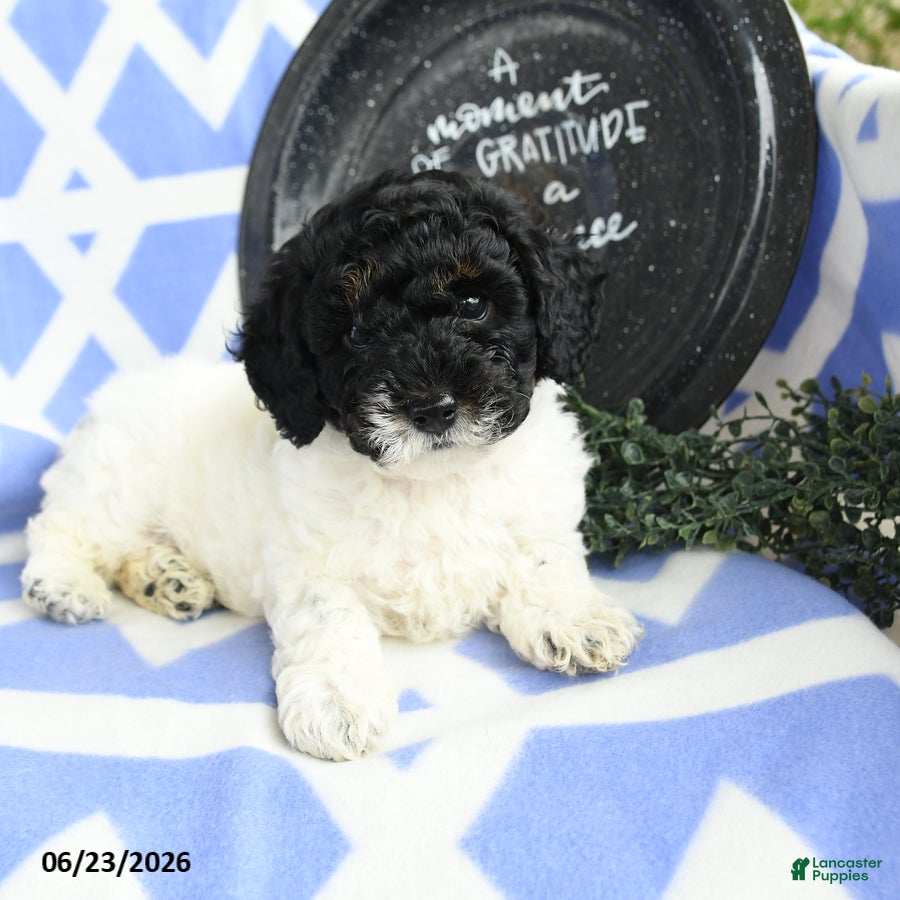 Toy Poodle dogs Nestle - Ad 2