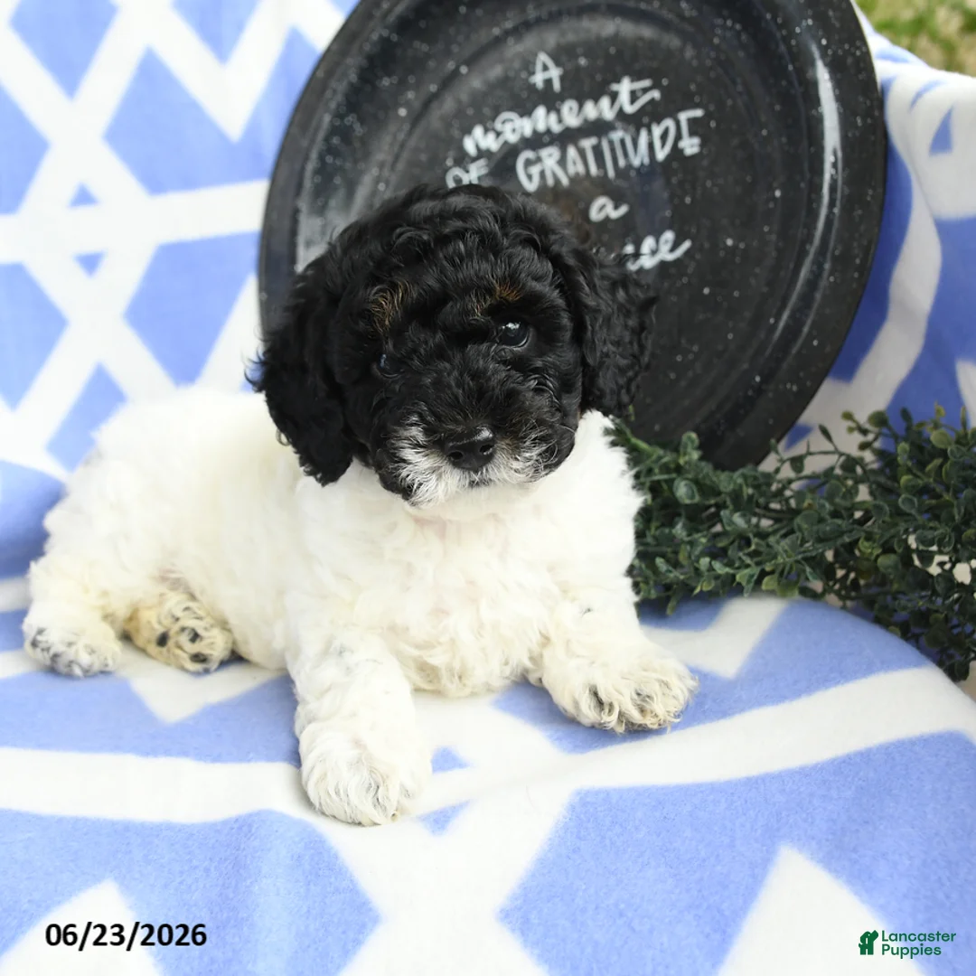 Toy Poodle dogs for sale: Nestle - Ad 2
