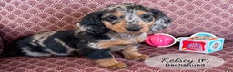 Dachshund dogs for sale: Kelsey - Ad 1