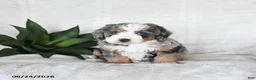 Bernedoodle dogs for sale: Lyra - Ad 3