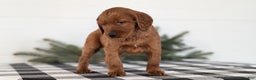 Irish Setter dogs for sale: Echo - Ad 5