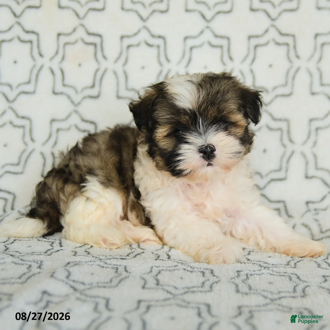 Maltipoo dogs for sale: Randy - Ad 2