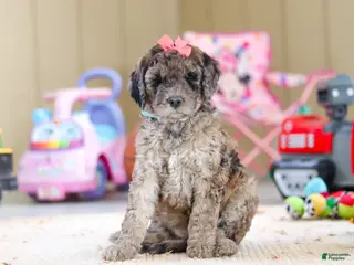 Newfypoo dogs Ginger - Ad 6