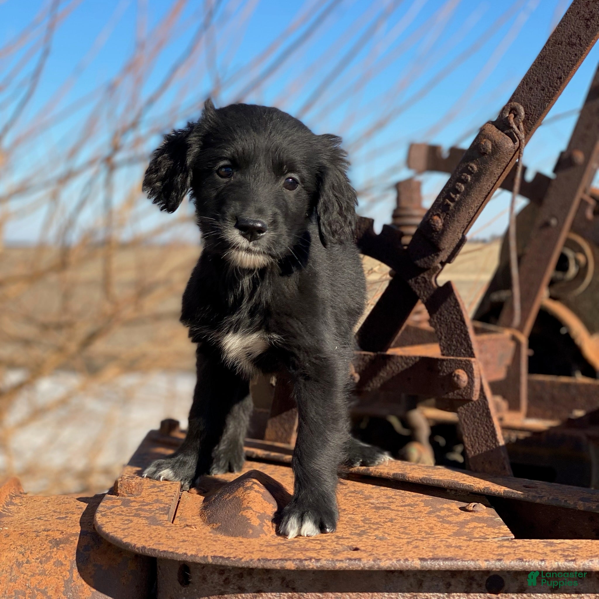 Mixed Breed dogs Bella - Ad 33