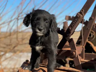 Mixed Breed dogs Bella - Ad 33