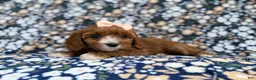 Cavapoo dogs for sale: Jubalee - Ad 6