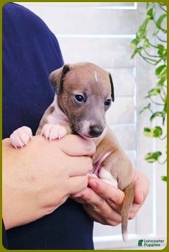 Italian Greyhound dogs VanZant - Ad 1