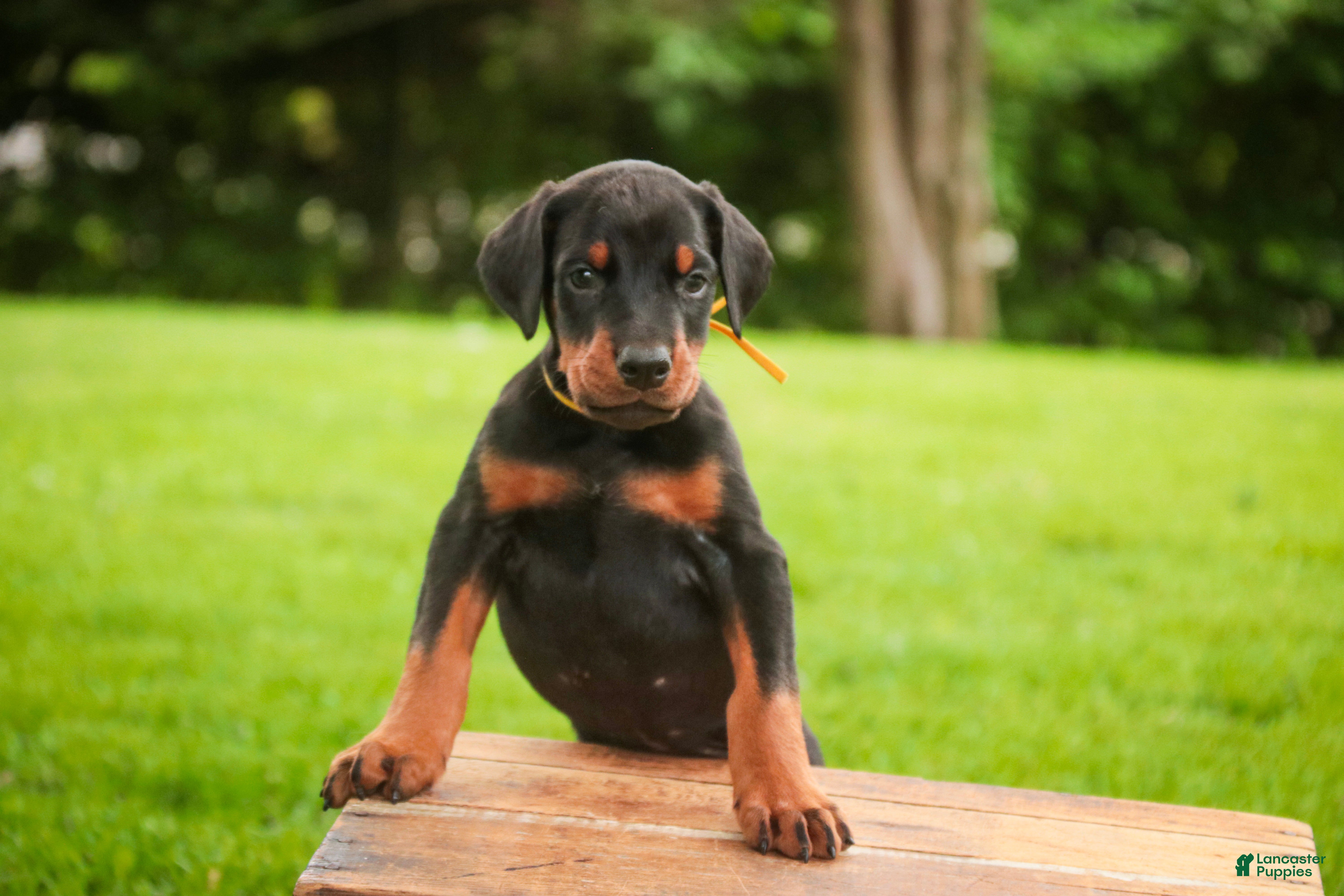 Doberman Pinscher dogs for sale: Leopold - Ad 7