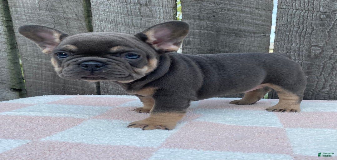 Gallery Image {{count}}