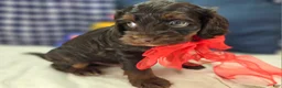 Cockapoo dogs for sale: Meeko - Ad 12