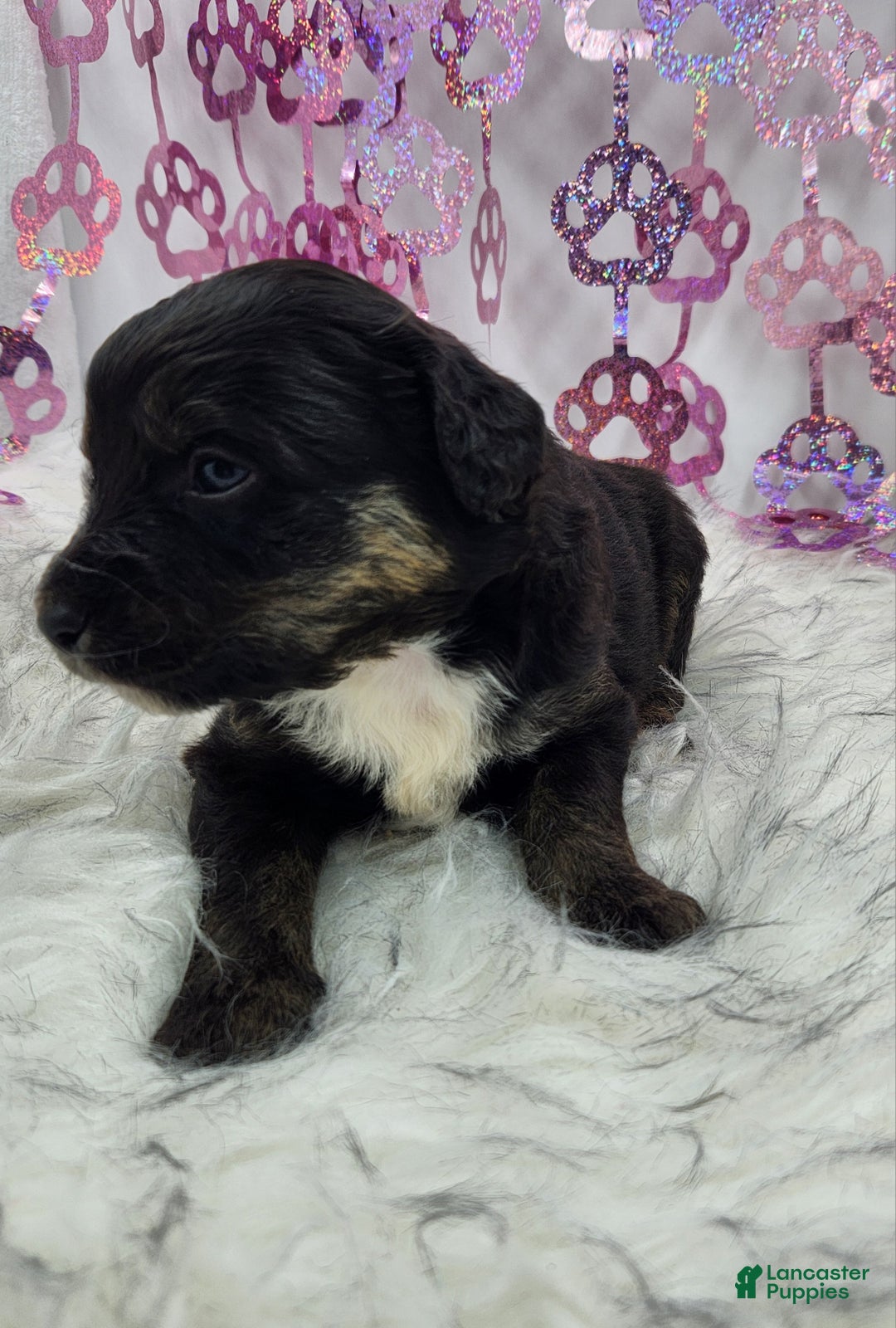 Mini Aussiedoodle dogs for sale: Mini Aussiedoodle Puppy 3 - Ad 6