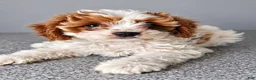 Cavapoo dogs for sale: Dolly - Ad 1