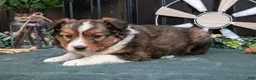 Mixed Breed dogs for sale: Fanny - Ad 2