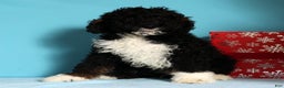 Mini Bernedoodle dogs for sale: Alvin - Ad 4