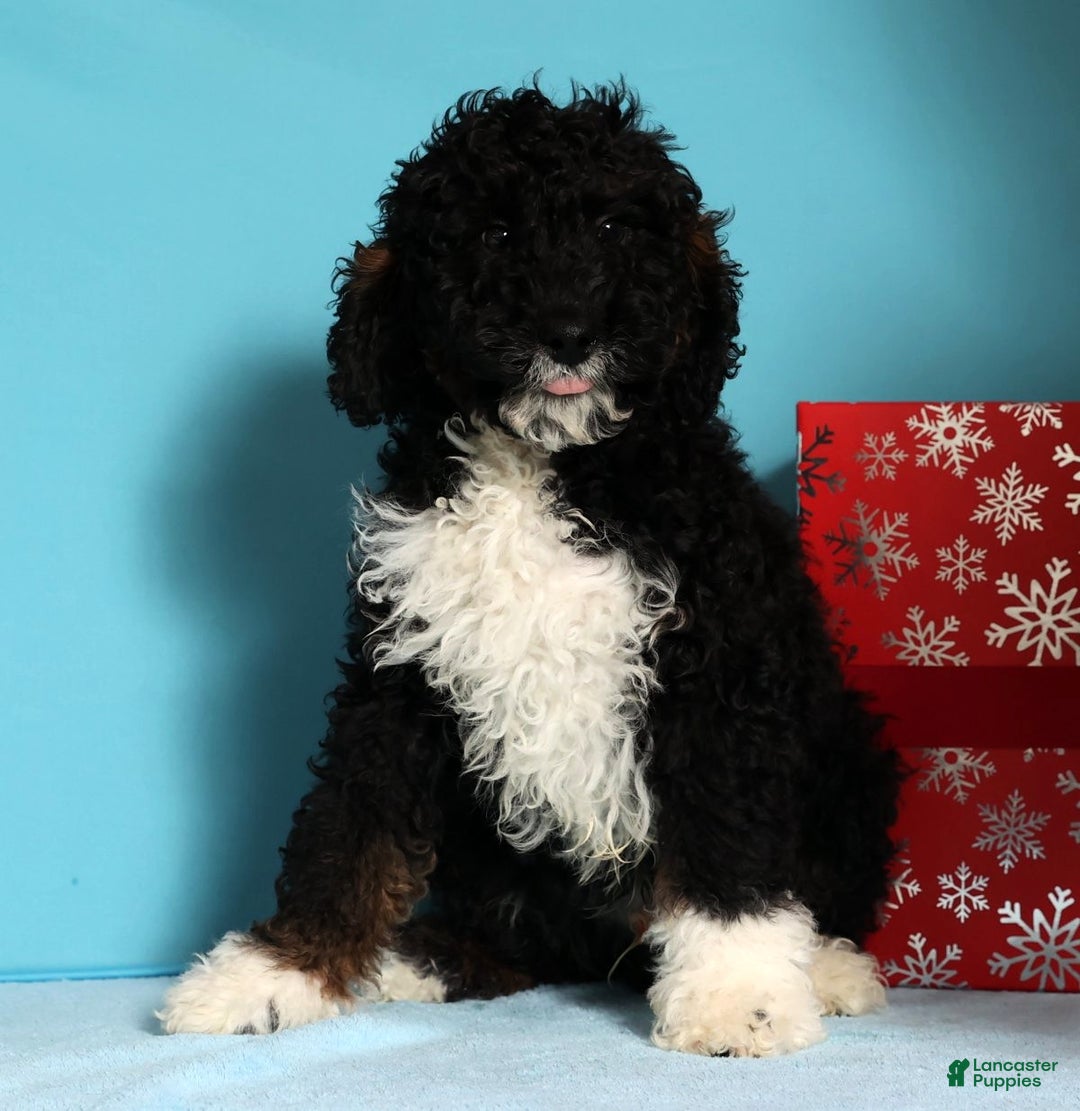 Mini Bernedoodle dogs for sale: Alvin - Ad 4
