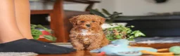 Miniature Poodle dogs for sale: Fiona - Ad 8