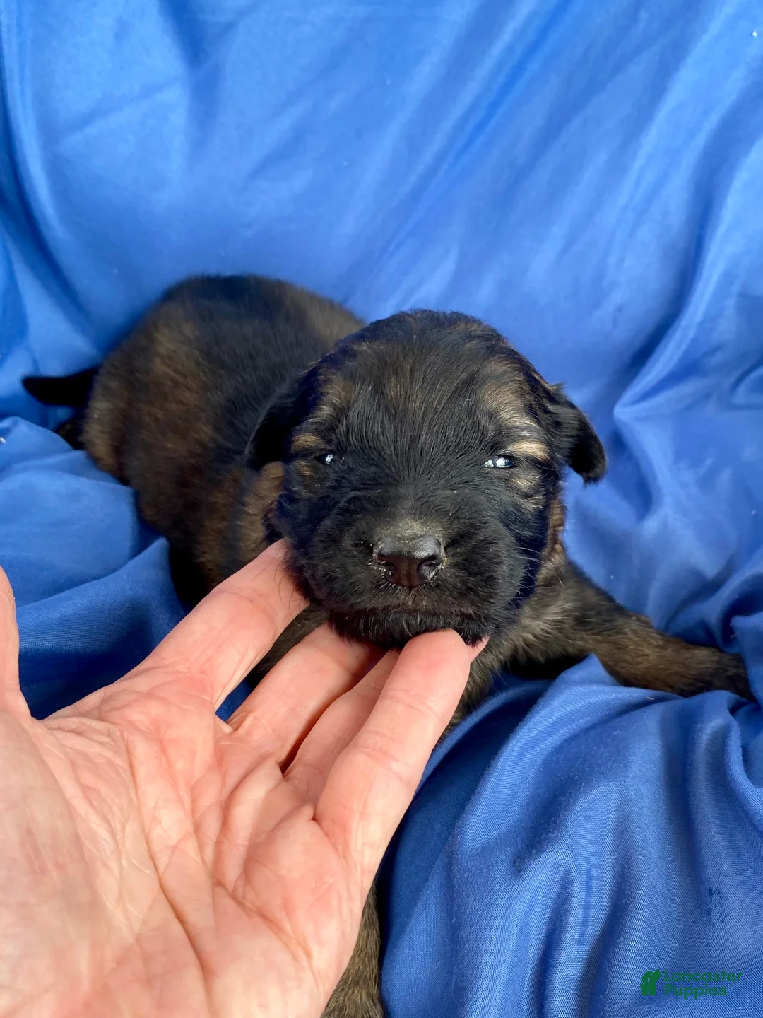 German Shepherd dogs for sale: German Shepherd Puppy 2 - Ad 1